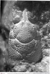 Historisches Foto von Cracensigillatus gracilirostrus (Robins, Feldmann & Schweitzer, 2013) (NHMW-AFW-GEO-BACHMAYER-FOTO-1990-0041-0813a)